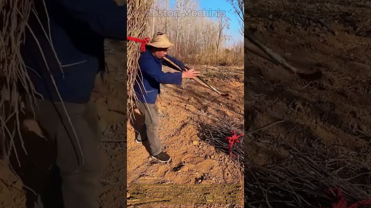 Gathering Sustainable Fuel in Henan: Harvesting the Leftovers How Henan Farmers Use Every Bit