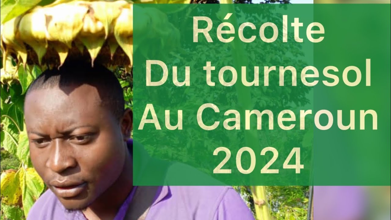 Culture du tournesol au Cameroun : voici quelques signes qui témoignent de la maturité !