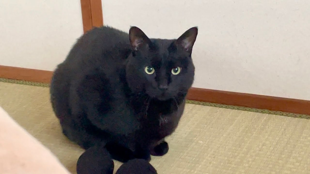 毎朝起こしに来る猫がいて幸せです