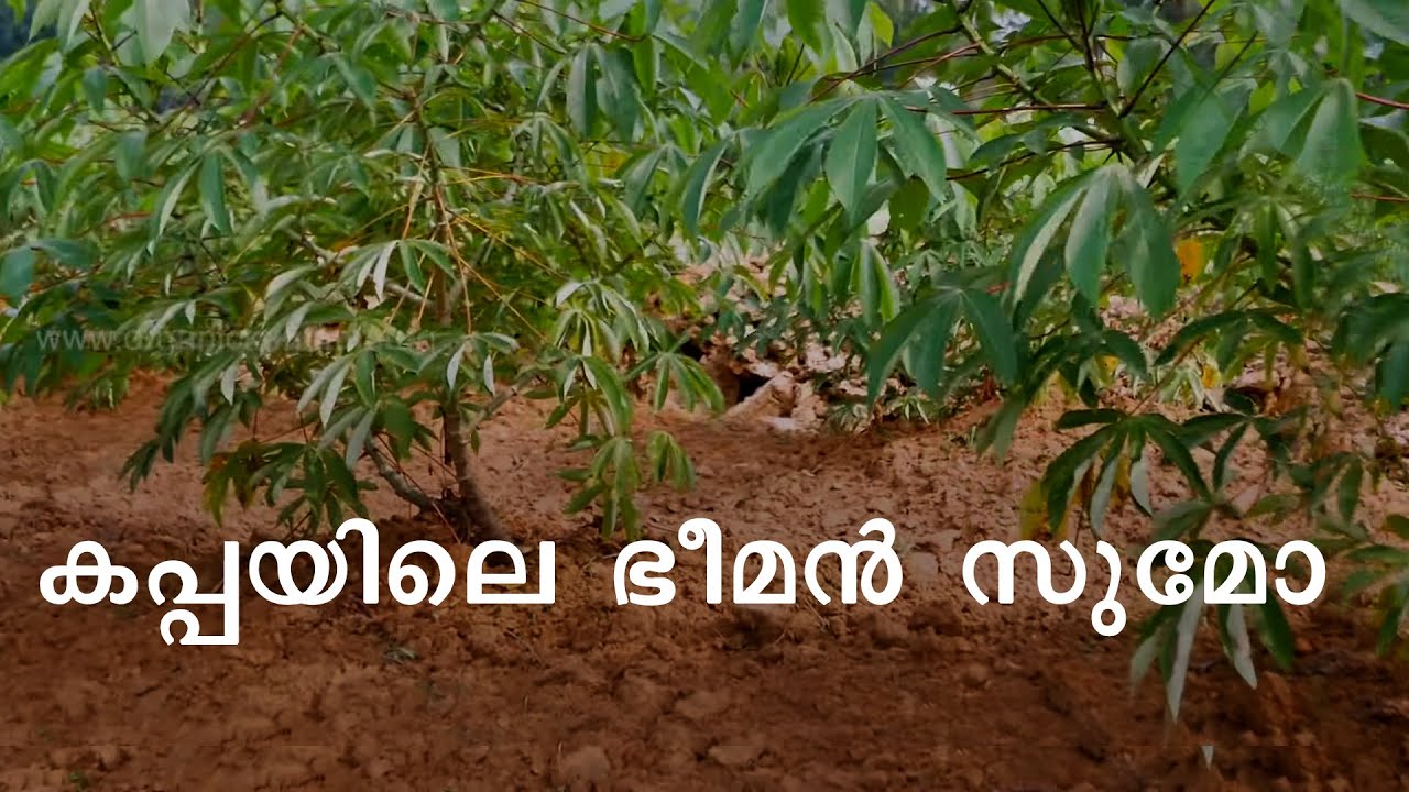 സുമോ കപ്പകൃഷിയെ കുറിച്ചറിയാം | Tapioca Farming | Sumo Kappa