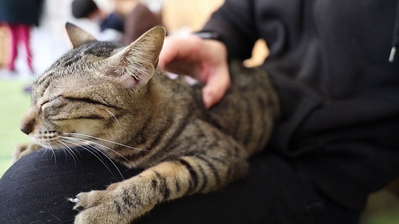 【保護こねこ】スキあらばボクのパンツで爪を研ごうとする