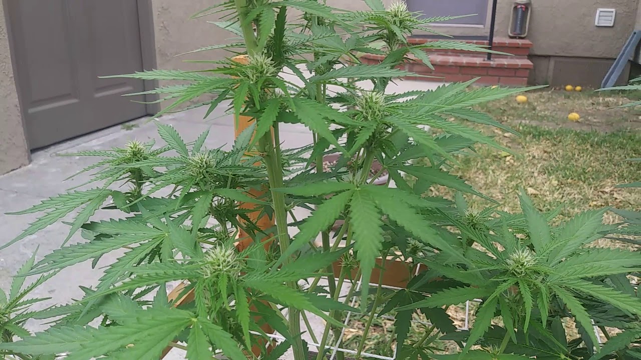Critical Purple Autoflower week 8! / Week 1 Kush Auto's