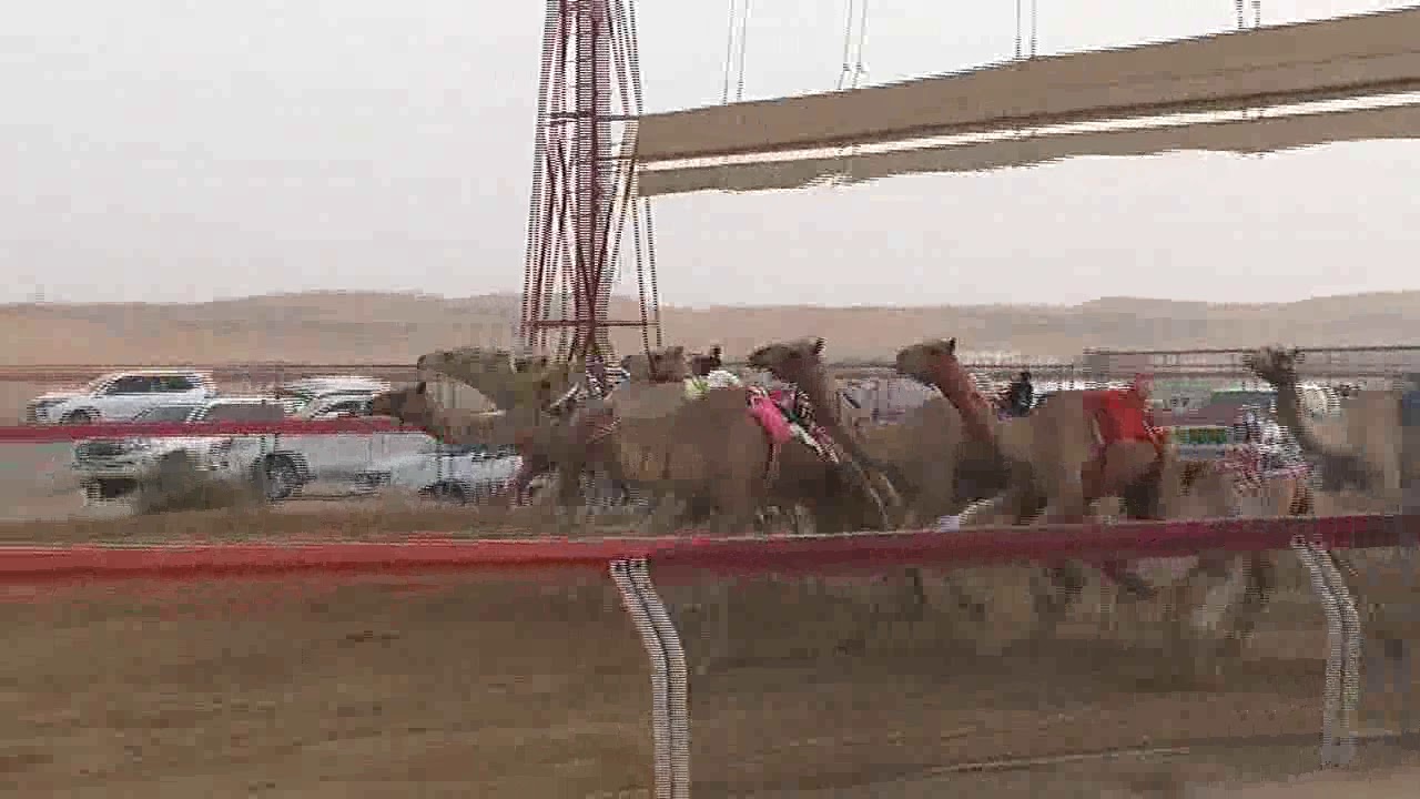 ميدان الجبيب 4/7/2019 الشوط 9(شاهين) حمدان بن محمد بن نابت  5:02