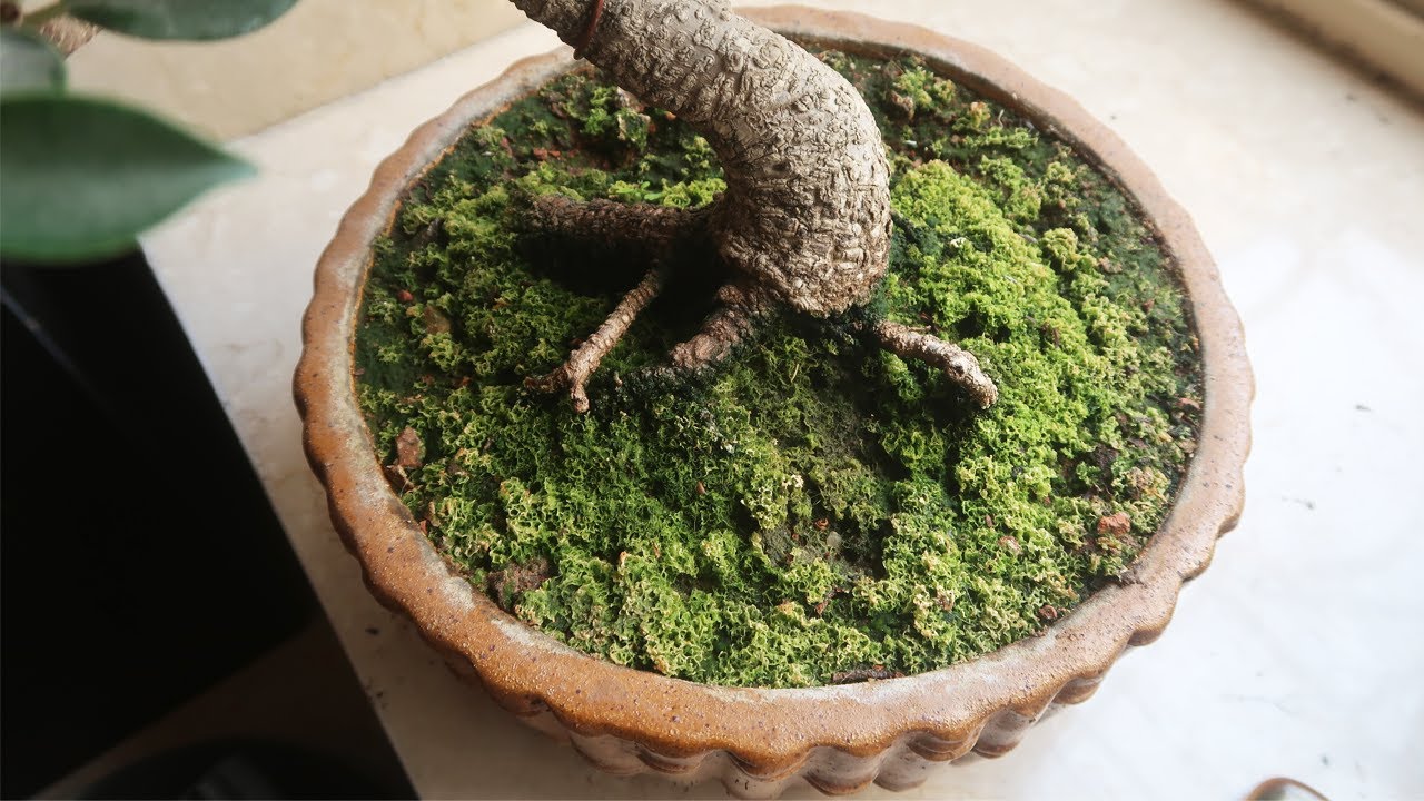 How to Prune a Bonsai tree | Bonsai ideas