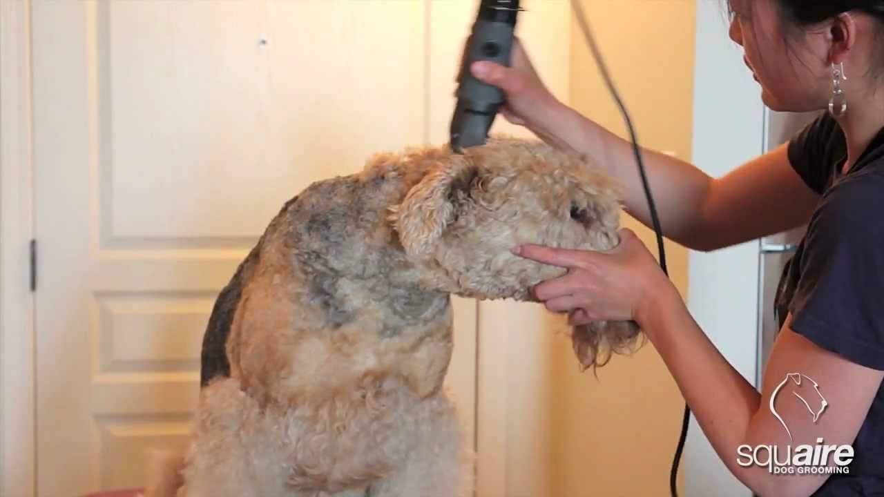 Airedale Grooming - Clipping (2/6) - Rough Clip of the Head