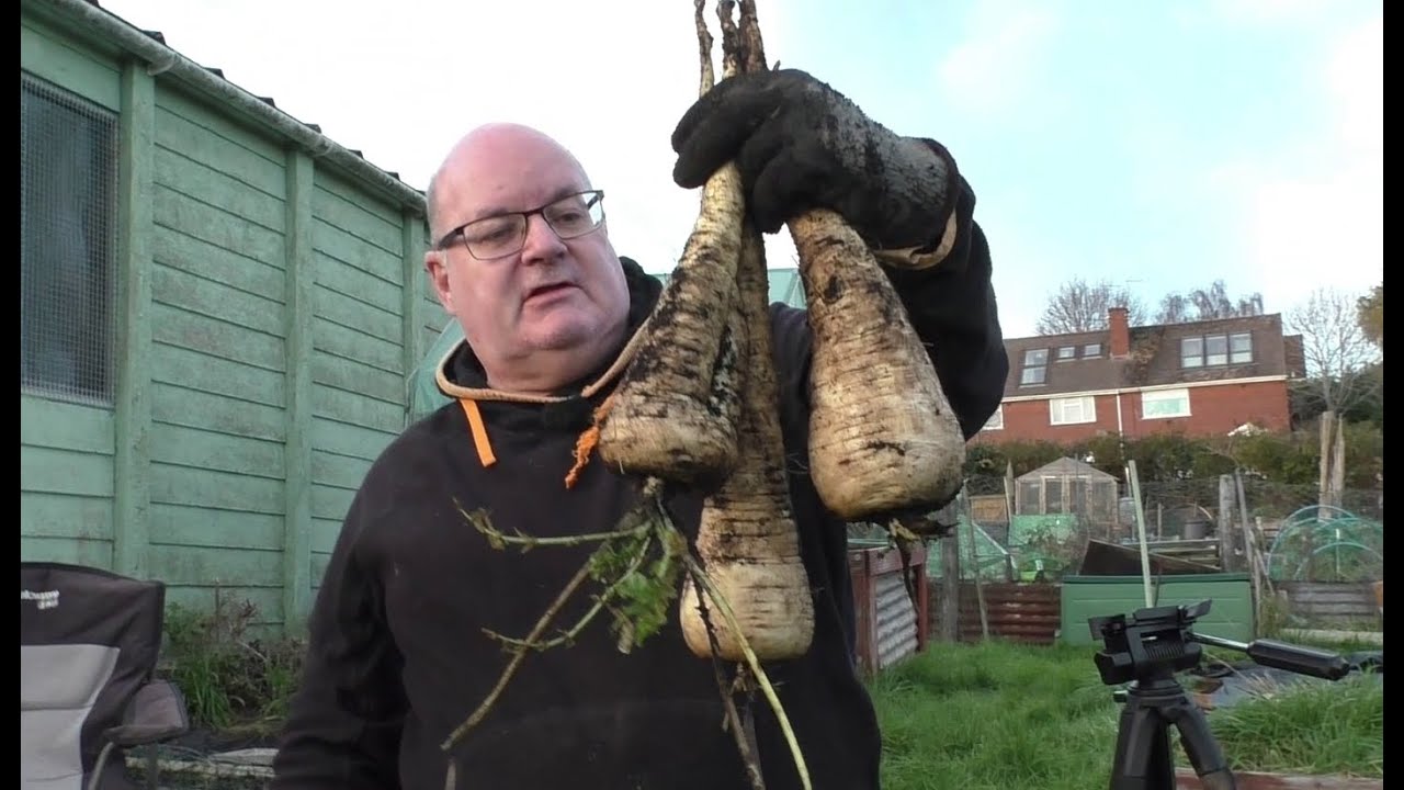 Parsnips Galore !