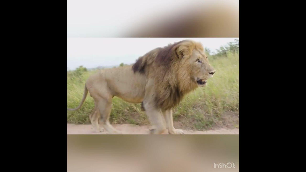 OTHAWA MALE LION NGUVU TRIBUTE….. LEGENDS NEVER DIE!! #lions