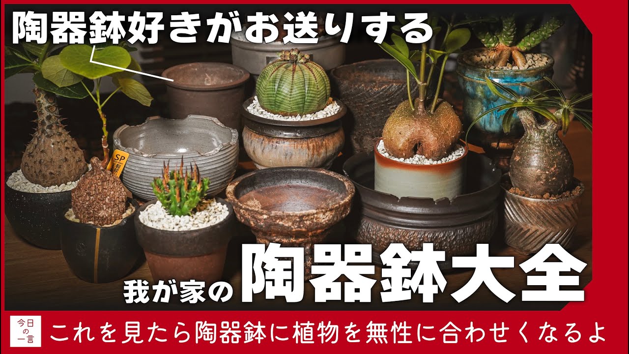 我が家のいかした陶器鉢を隅々まで紹介したい【アガベ・塊根・多肉】