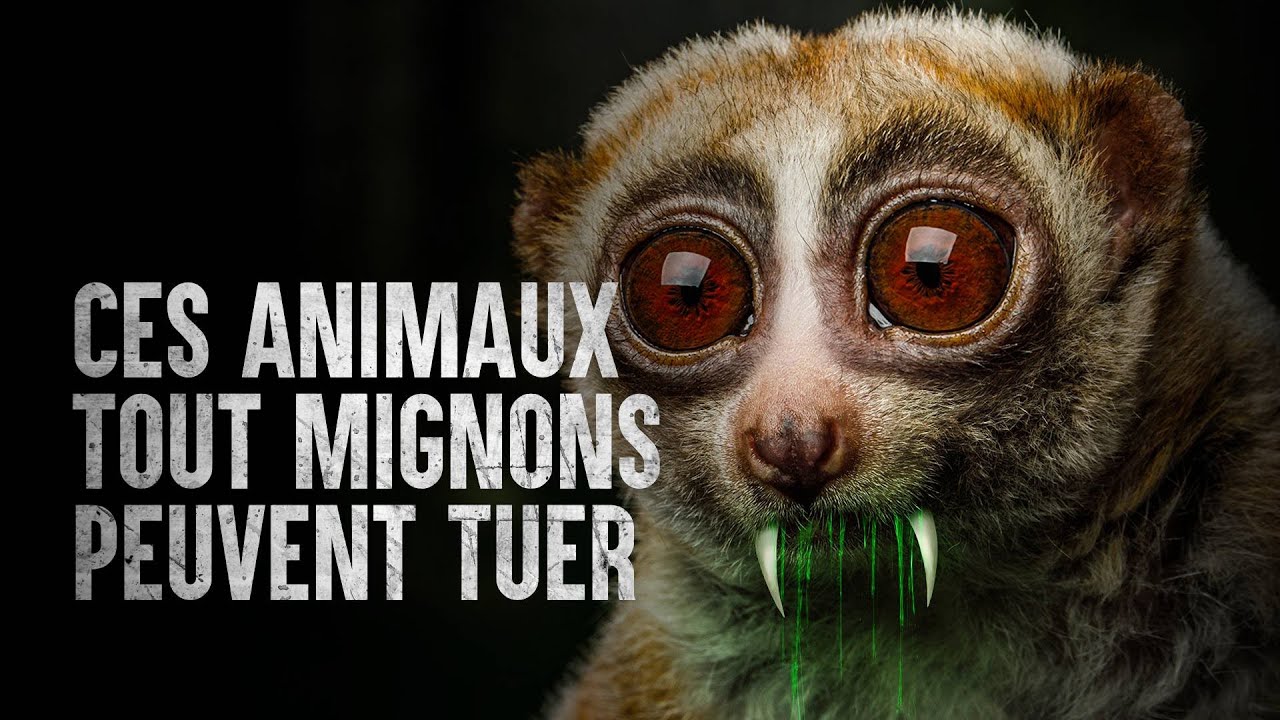 Comment survivre aux animaux mignons les plus mortels