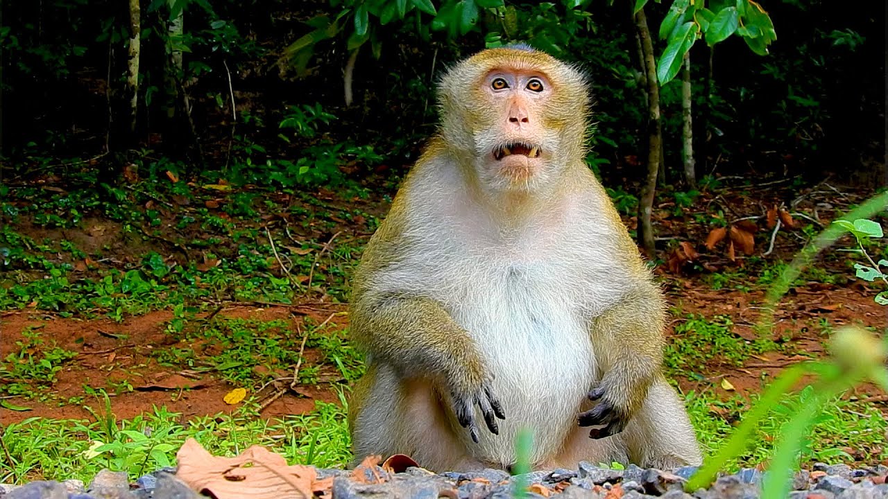 THE KING MONKEY IN MOHANOKOR GROUP SUPER POWER AND HERO ALSO GOOD LEADER (MAKUNI)
