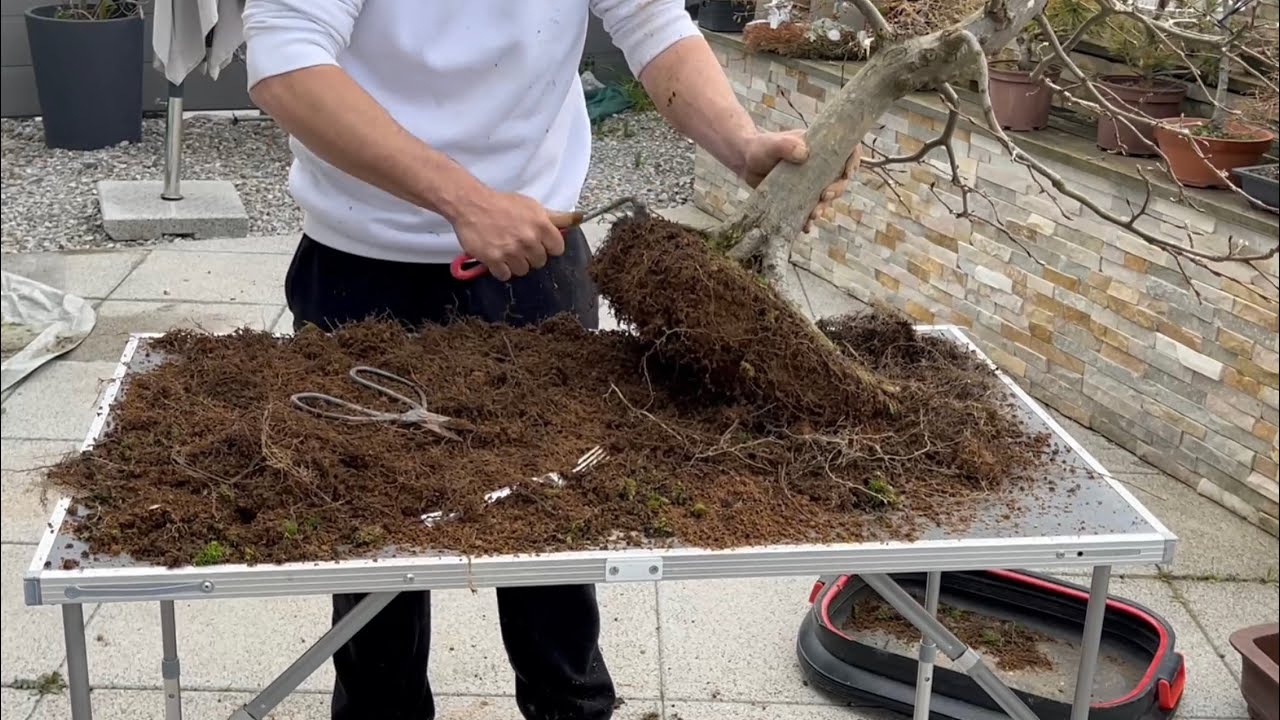 Repotting my Carpinus betulus