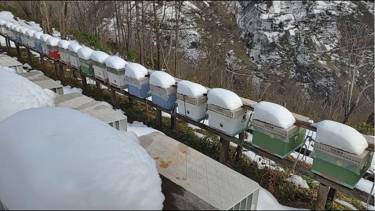 Arılıkta Kış Kontrolleri - 3