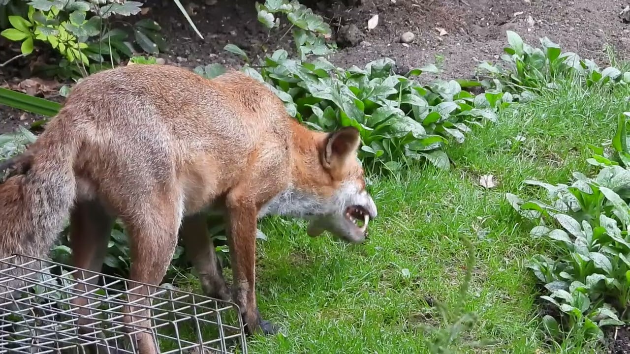 Son of Fredo Fox...