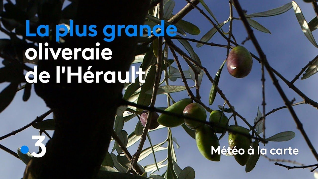 La plus grande oliveraie de l'Hérault - Météo à la carte