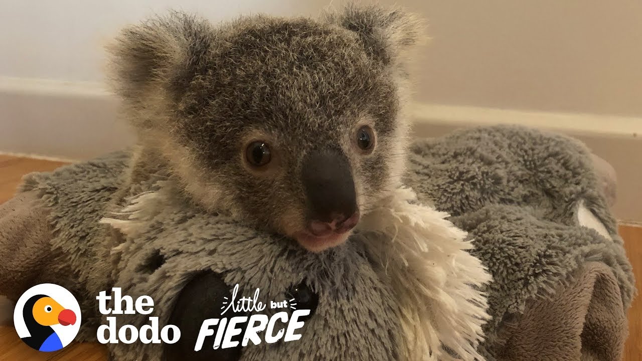 This Baby Koala Has To Learn To Climb Trees So He Can Be Released! | The Dodo Little But Fierce