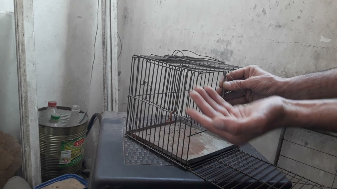 🎯 طريقة نصب ملطش صيد الطيور باحتراف! | أسرار لا يعرفها الكثيرون 🪶