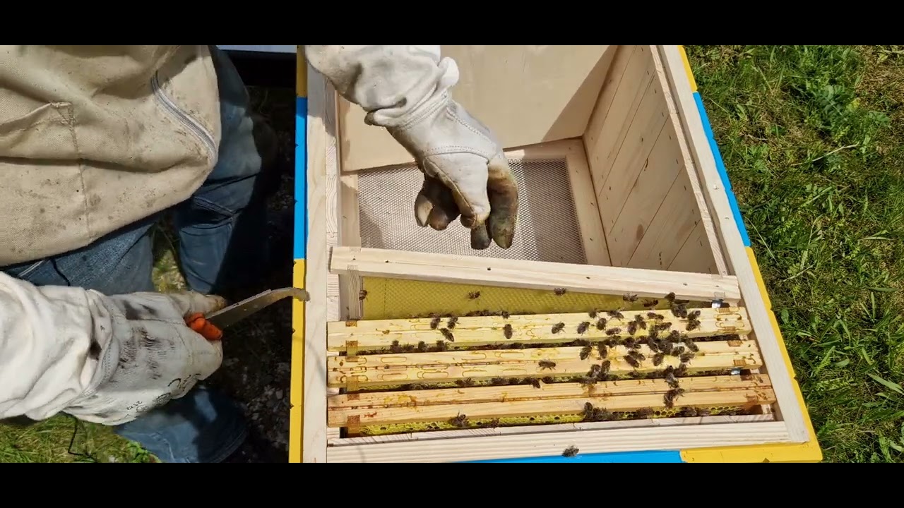 Poddawanie matek . Odkłady i wymiana