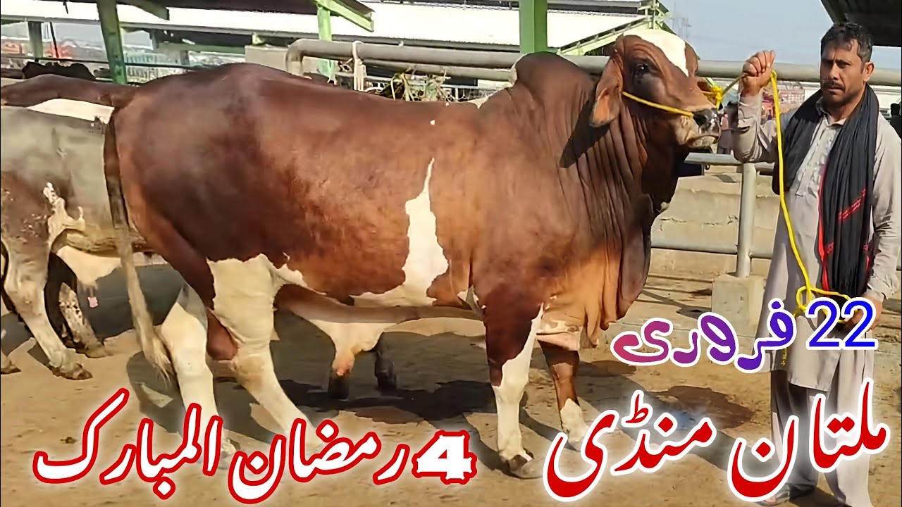 🐂 Multan Cow Mandi Sunday Vlog | 4 Ramzan Special Janwar & Rate Update Qurbani 2026