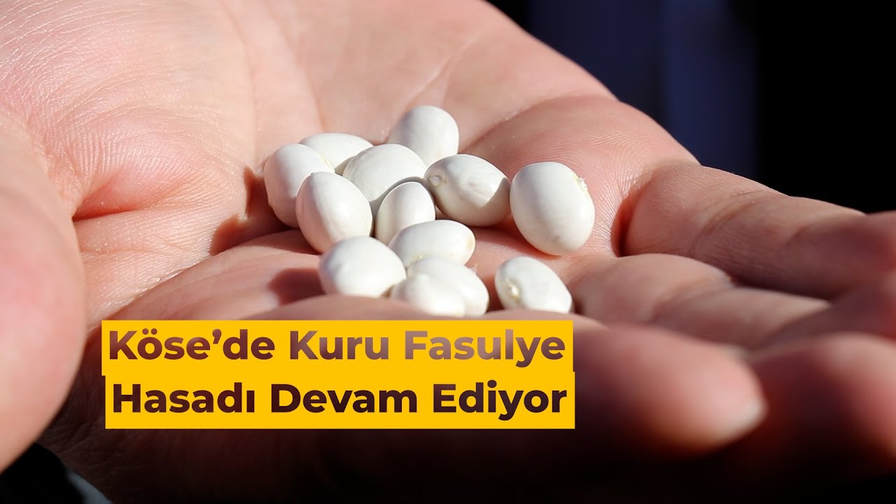 Köse'de kuru fasulye hasadı devam ediyor