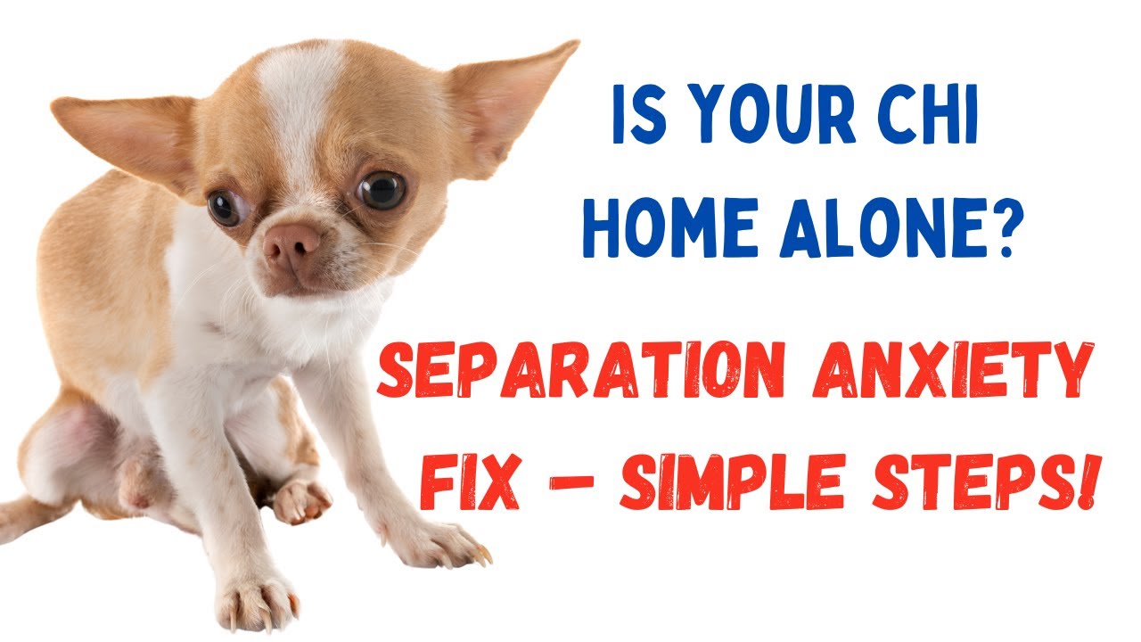 Separation Anxiety Explained – And the Common Errors Making It Worse