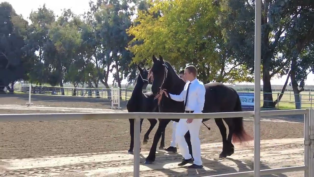 🏆 The Ultimate Friesian Keuring Experience &ndash; Evaluation, Standards & Stunning Horses! 🐎