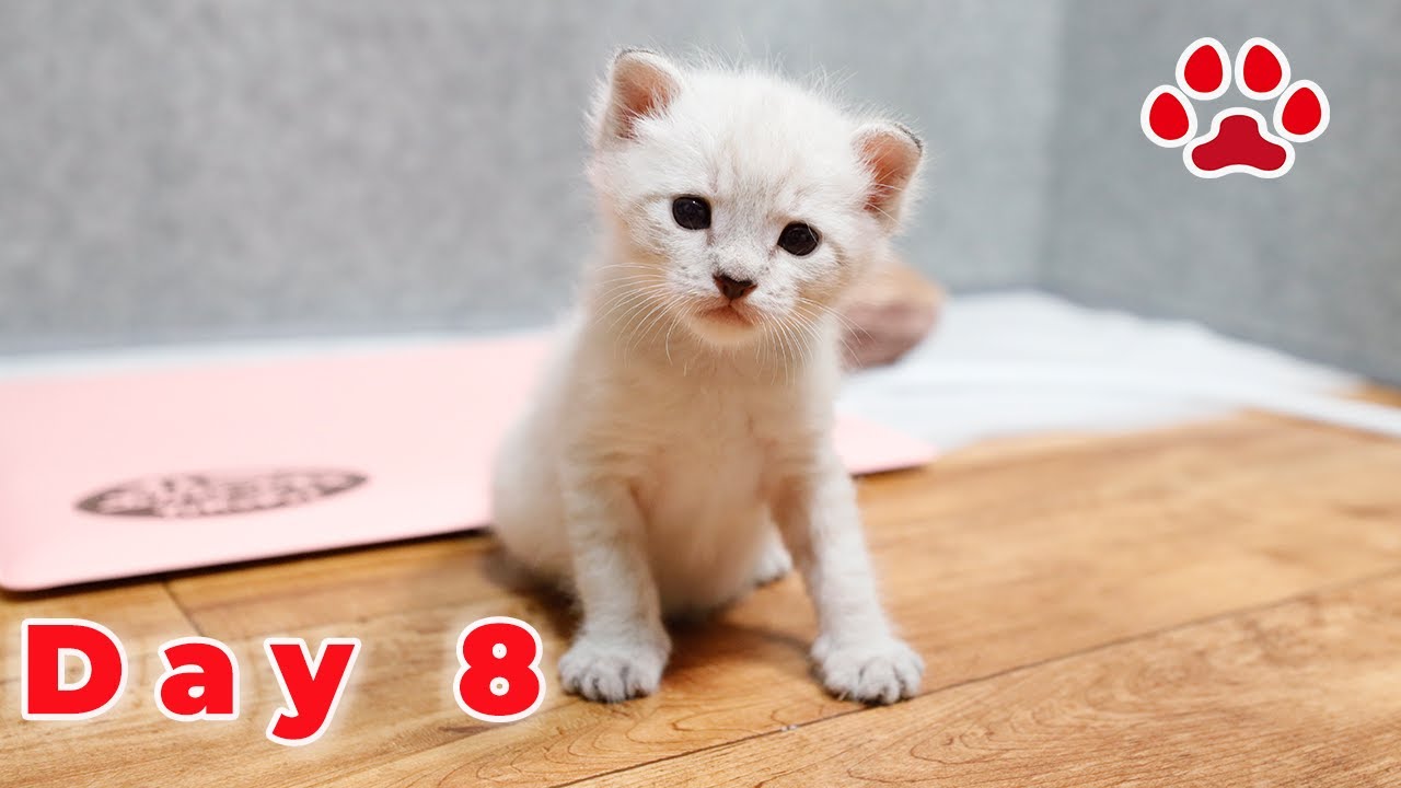 【День 8】Меняется ли день рождения Анжа? Удивительные различия с другими кошками.