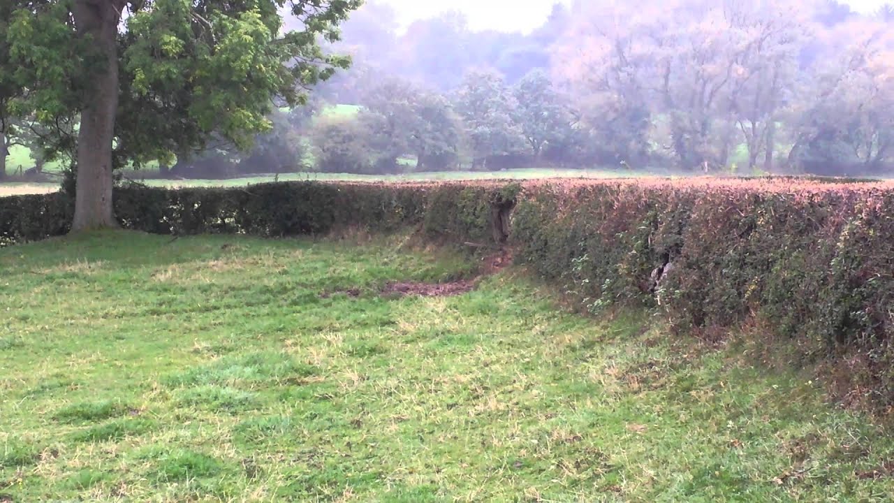 Cheshire Drag Hunt Hedge Hopping