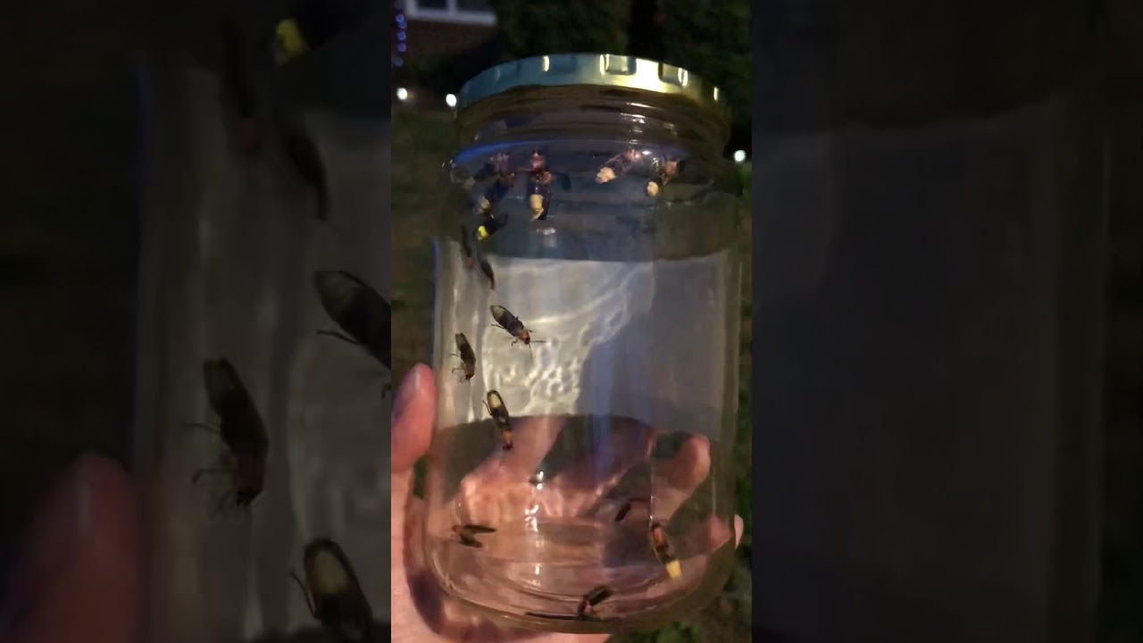 Lightning bugs!