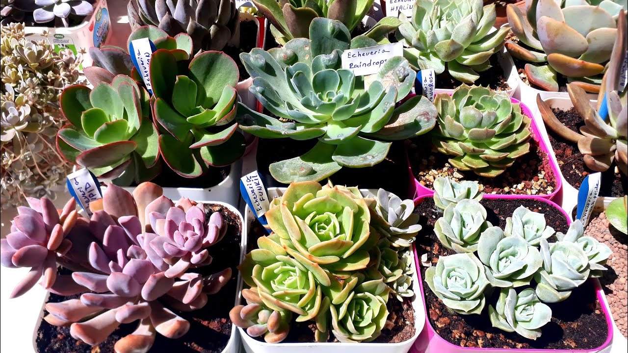 Sukulent türleri isim ve özellikleri /Sukulent yaz renkleri 🌱Echeveria Sukulent Türleri