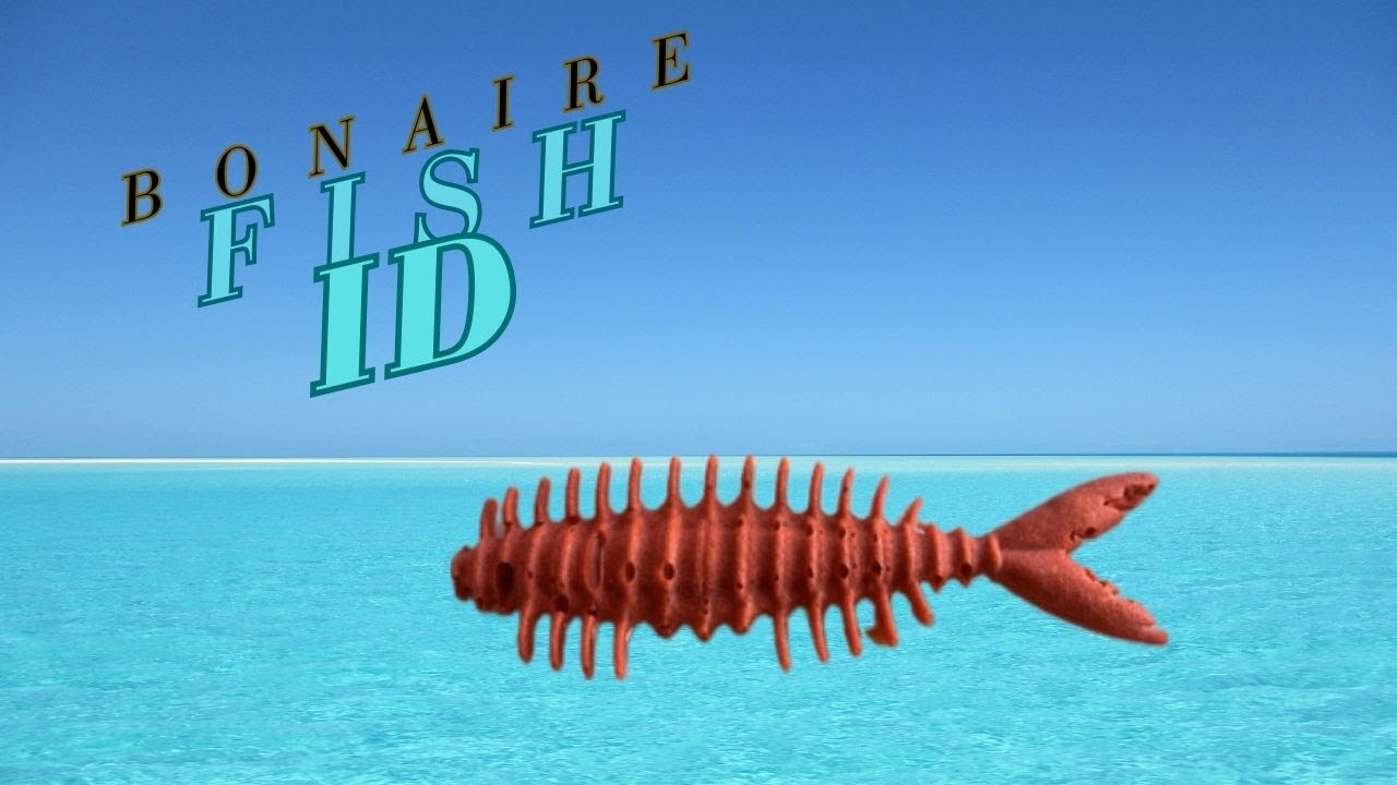 Fish and other Sea Life Identification of Bonaire