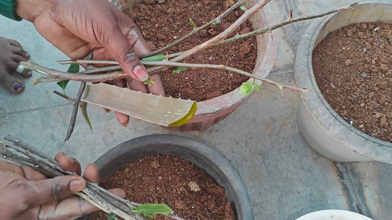 Hibiscus and Bougainville plant cuttings propagate,మందారాలు కటింగ్స్ తో ఎలా పెంచుకోవాలో చూద్దాం 