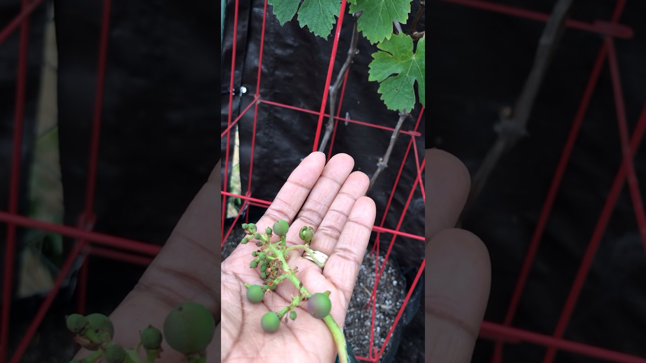 RIP 🪦 Grapes 🍇 #update #viral #youtube #youtuber #youtubevideo #video #youtubeshorts #grape