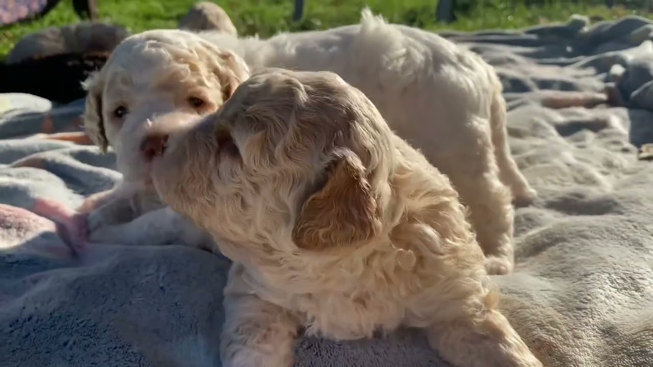Lagotto Romagnolo Welpen / die ersten Sonnenstrahlen / welch magischer Moment