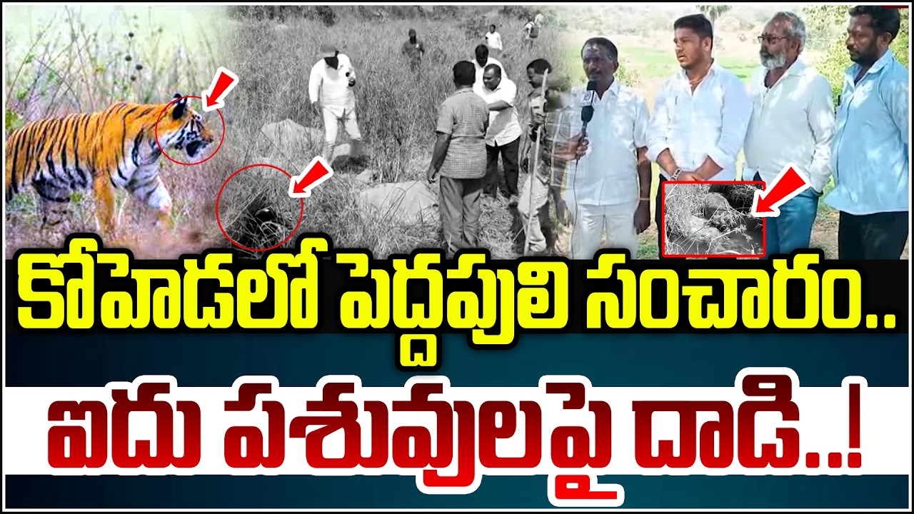 కోహెడలో పెద్దపులి సంచారం… ఐదు పశువులపై దాడి!| Qnews