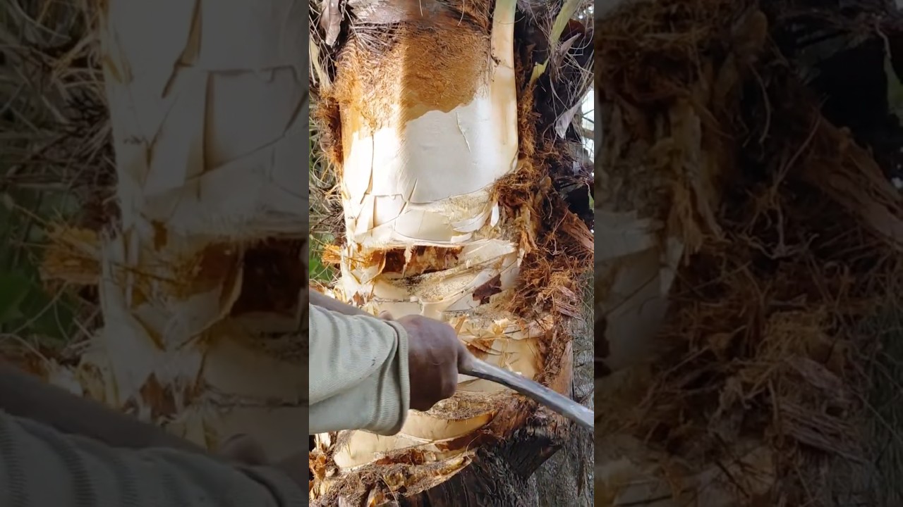 Amazing! 90 year-old-uncle's unique Technique for trimming date trees.
