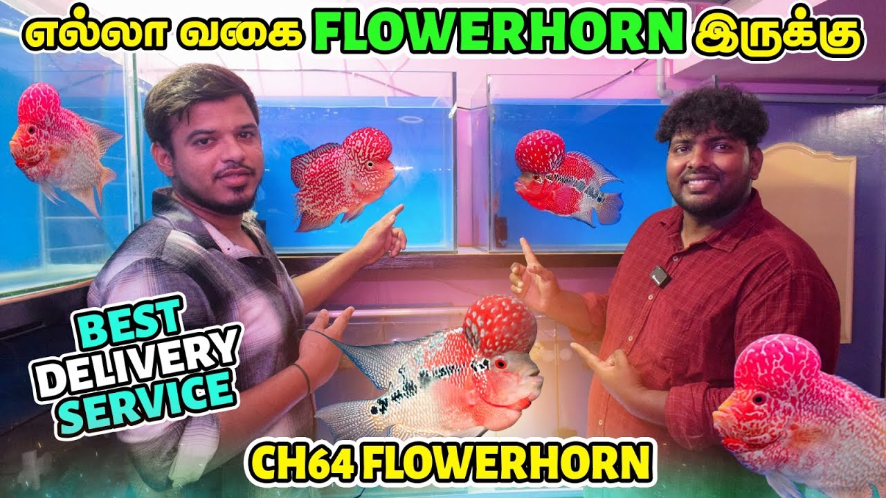 All In All Best Quality Flowerhorn Fish Farm Tour | SRD | KAMFA | CH64 Flowerhorns | Muralis Vlog