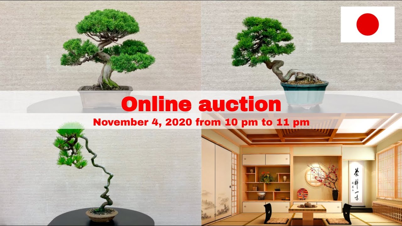 Bonsai / Online auction / Japan / Kagawa / Takamatsu / Kinashi