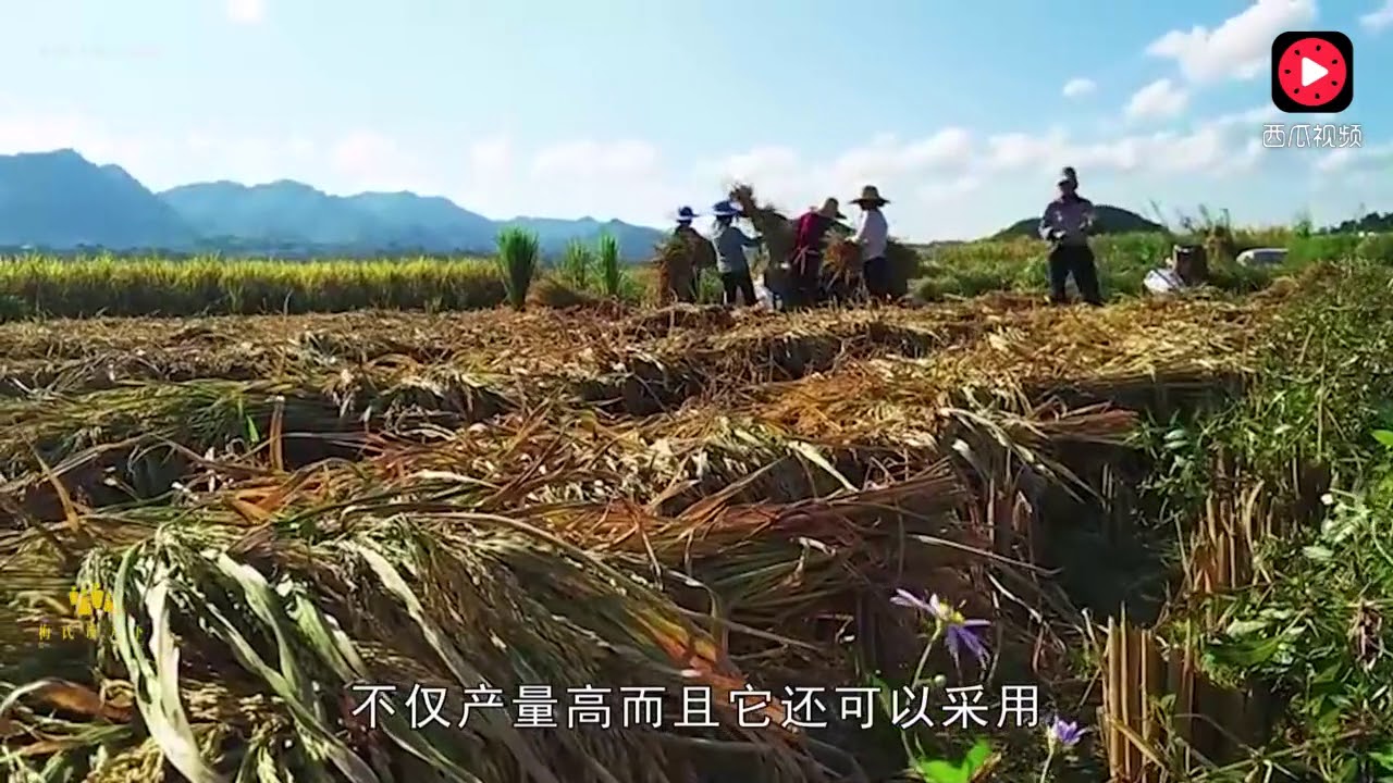 2 2米高的巨型水稻诞生了！减轻农民的资金成本，却带来不少担忧