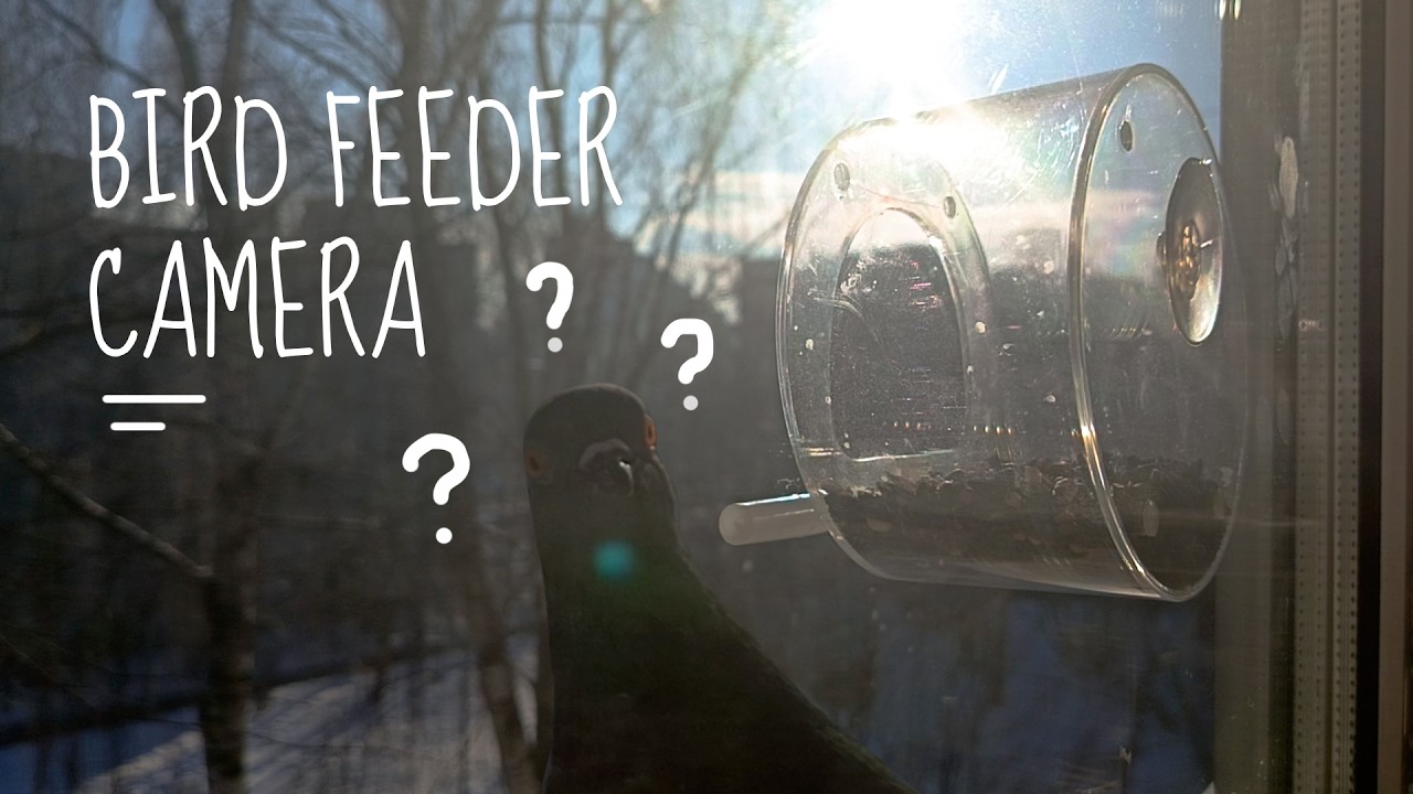 Bewildered Pigeons examine tiny bird feeder (they receive food after) | Window Bird Feeder Camera