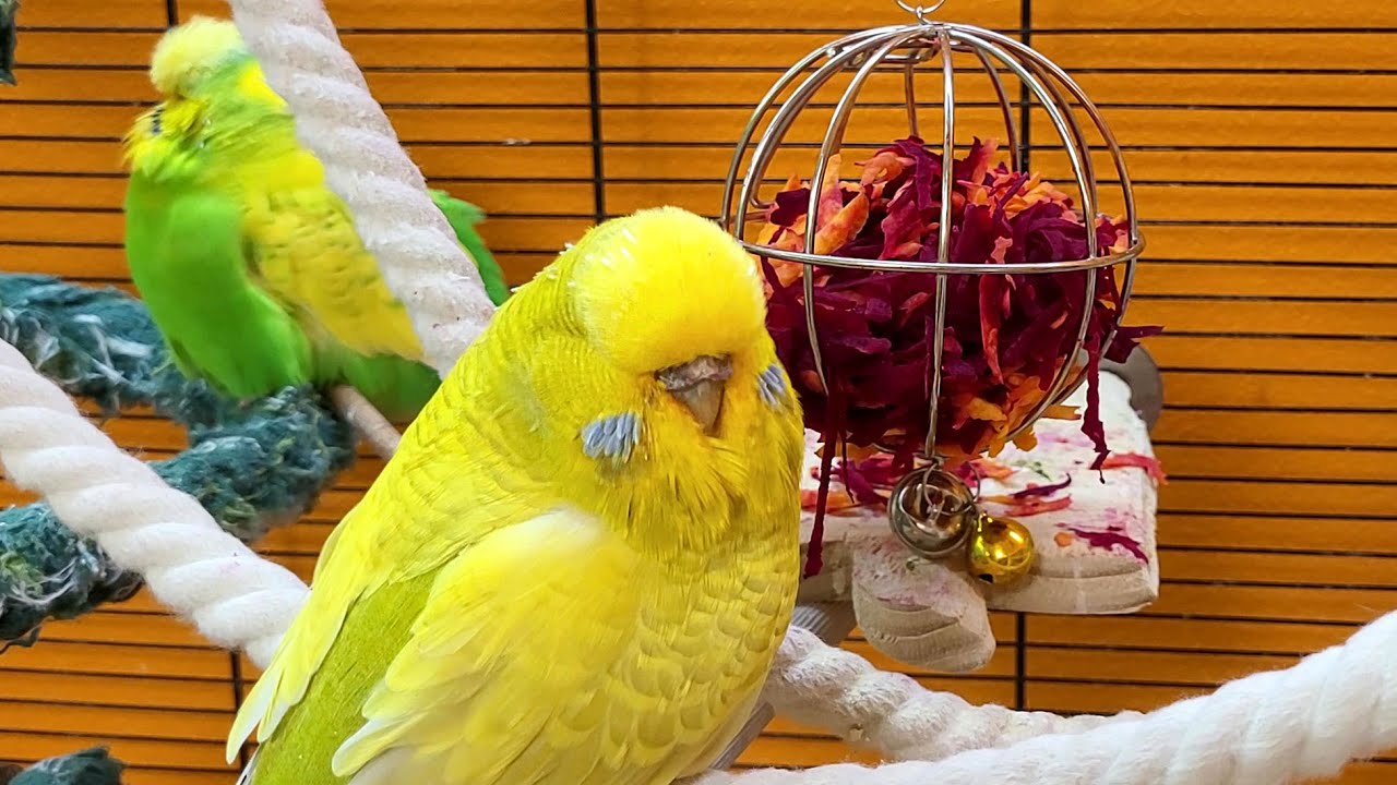 7 hours of budgie sounds
