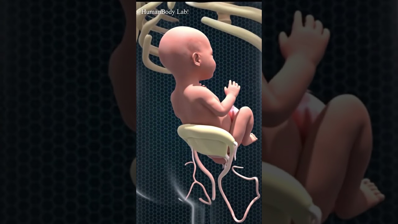 The Secret World Inside: 9 Months in 60 Seconds! 👶✨