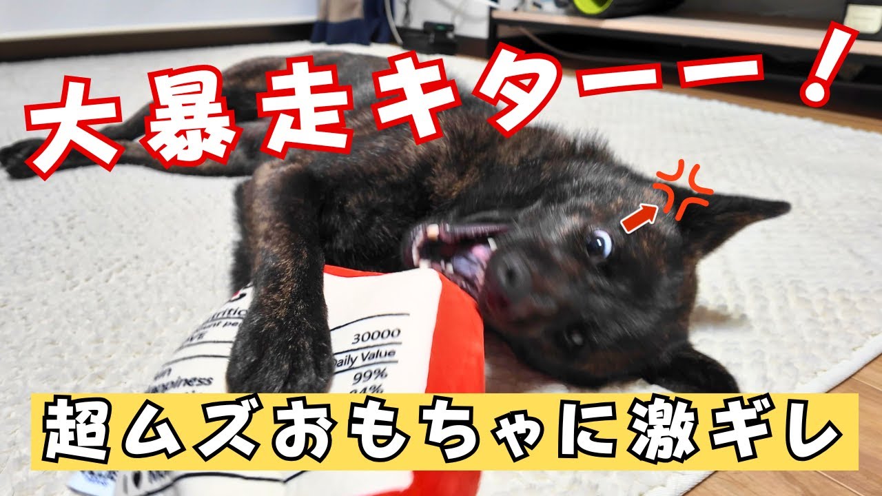 【衝撃】甲斐犬やぶ、ノーズワークおもちゃにマジ切れ＆大暴走！