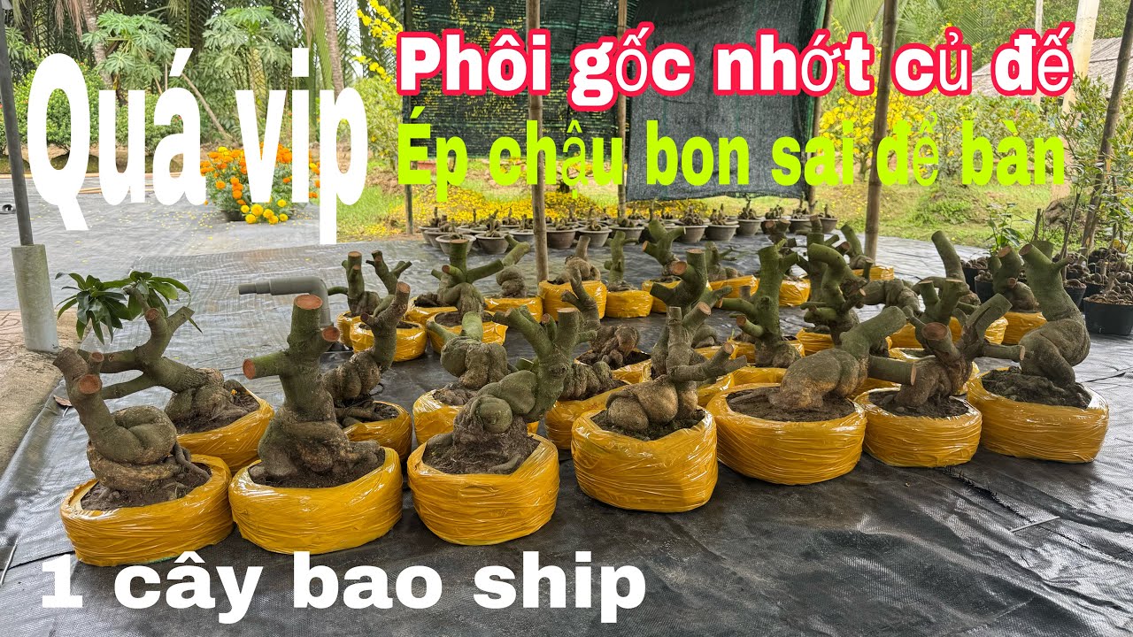 Giao lưu phôi gốc nhớt đế đẹp (Zalo 0377937272)ngày 24/2/2026