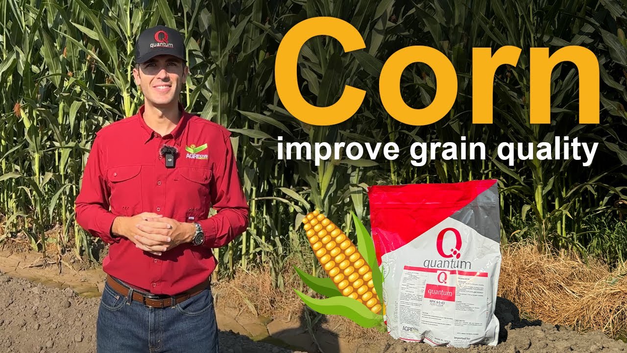 Corn crop in California - How to improve grain quality with fertilizers