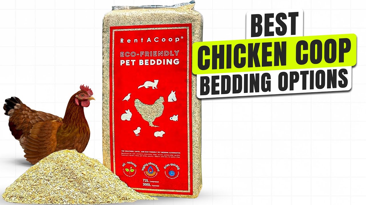 3 BEST Chicken Coop Bedding - Hurry, Keep Your Flock Clean and Dry!
