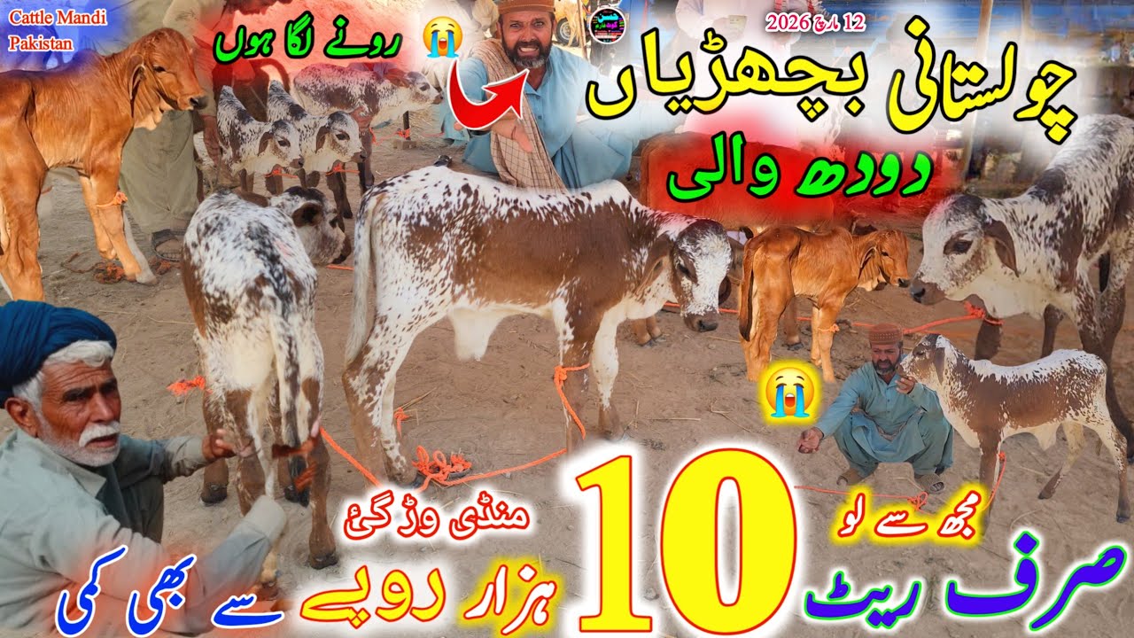 12 March 2026 Cholistani Bachrian Dudh wali || Punjab Cattle Market کوٹ چھٹہ منڈی Cow Mandi Pakistan