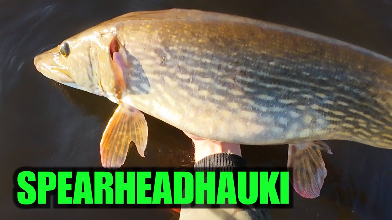 ERKKIJERKILLÄ SPEARHEADHAUKI ( 4K ) - Kauhee kaladarra ja Pikkupirpanalla taas isoin hauki