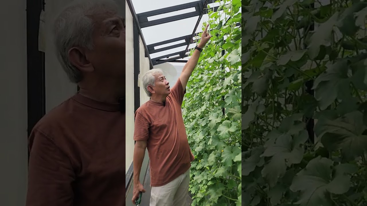 TEKNIK PRUNING POHON MELON: