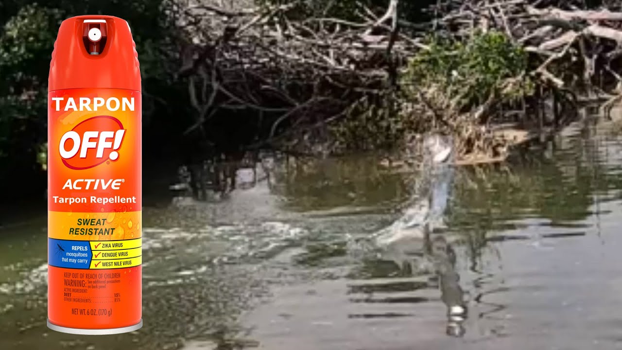 Big Pine Key: More Juvenile Tarpon Than Mosquitoes.  Bring Your Tarpon OFF!