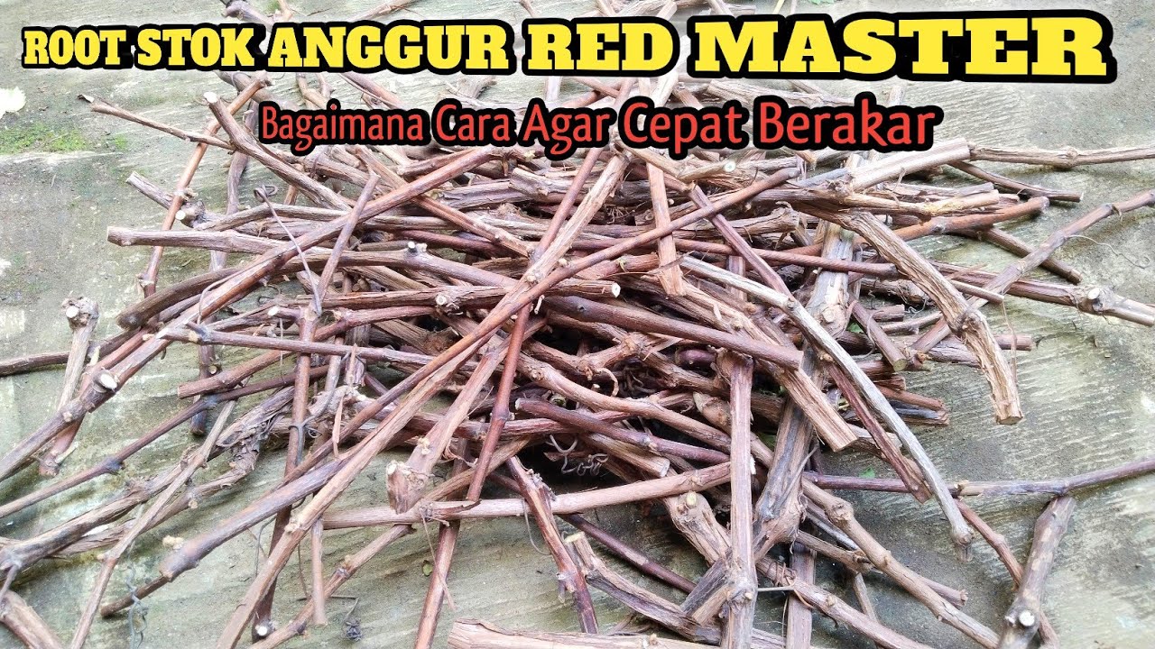 Cara Agar Batang Anggur Red Master Bisa Bermanfaat